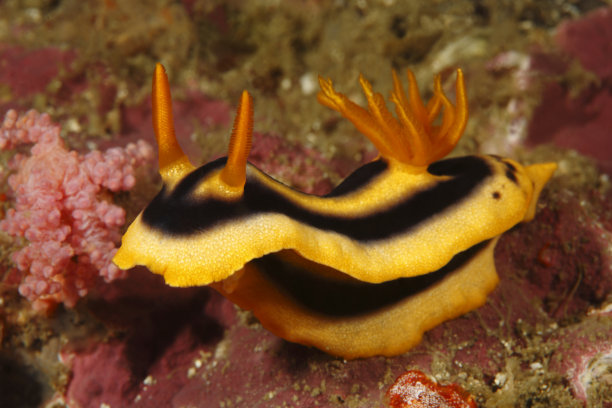 mollusk