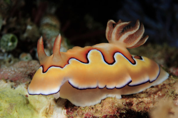mollusk