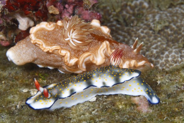 mollusk