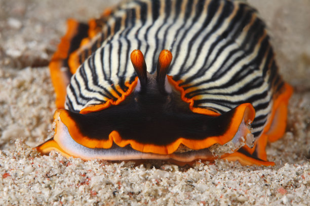 mollusk