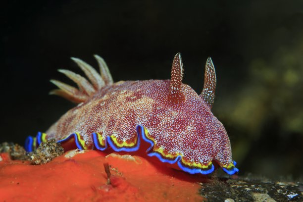 mollusk