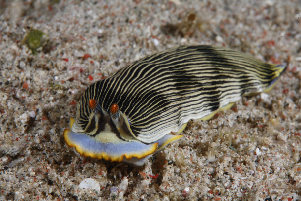 mollusk