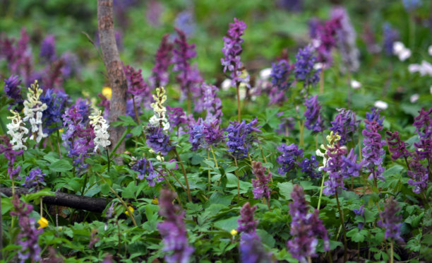 corydalis
