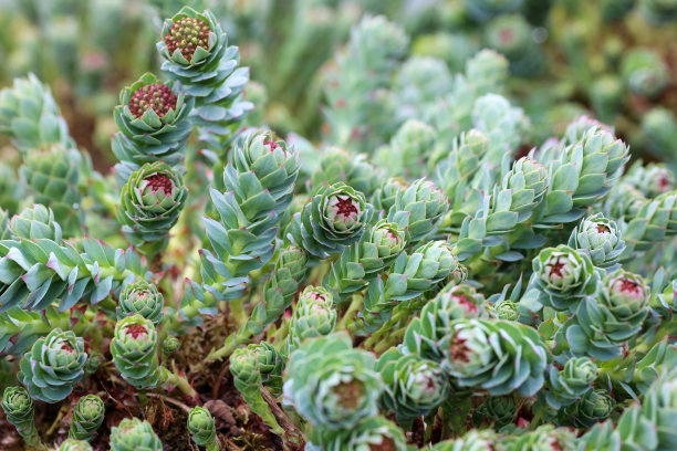 rhodiola