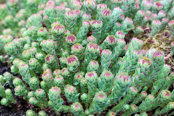 rhodiola