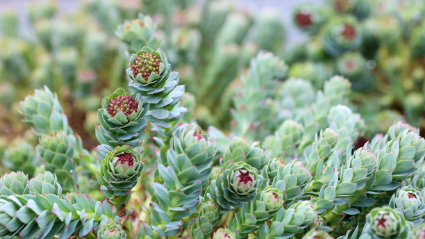 rhodiola