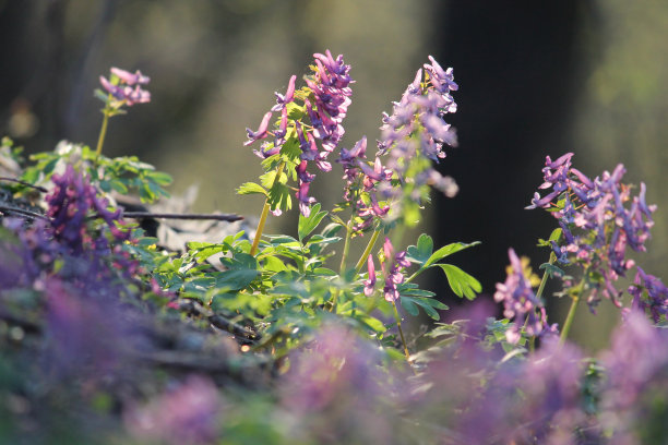 corydalis