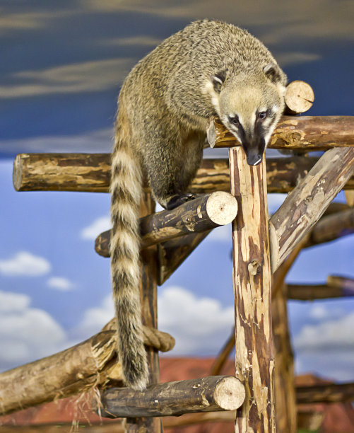coatimundi