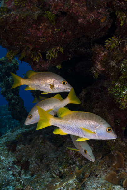 snapper