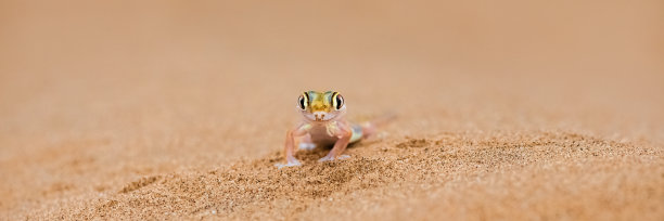 phelsuma