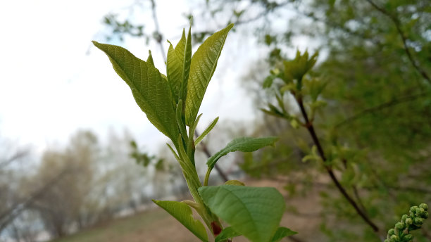 twig