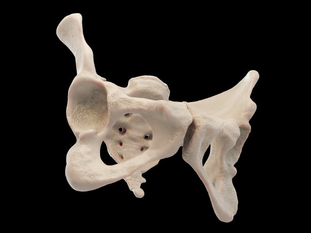 pelvis