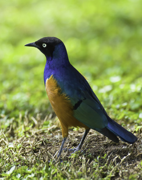 ornithology