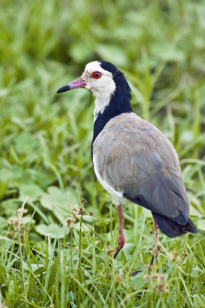 charadriiformes