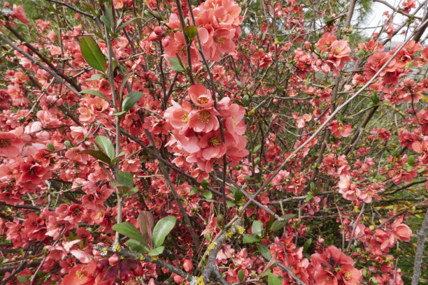 chaenomeles