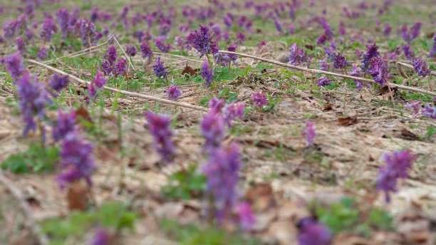 corydalis