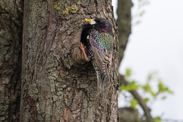 perched