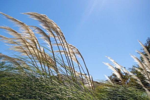 wind