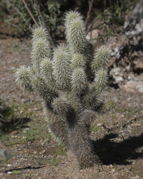 cholla