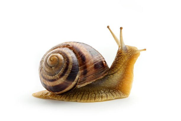 snail