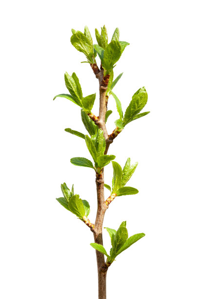 twig