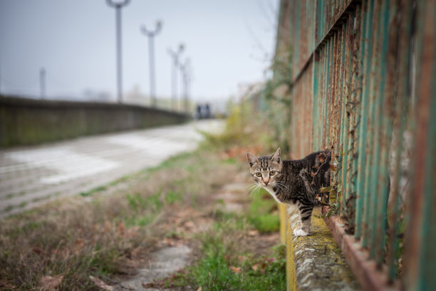 stray