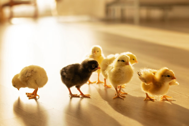 chick