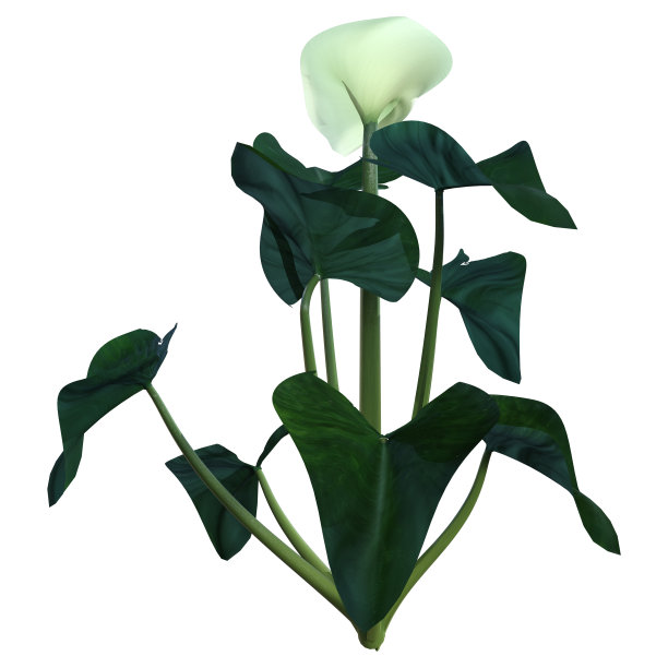 3d马蹄莲