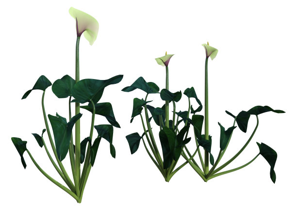 3d马蹄莲