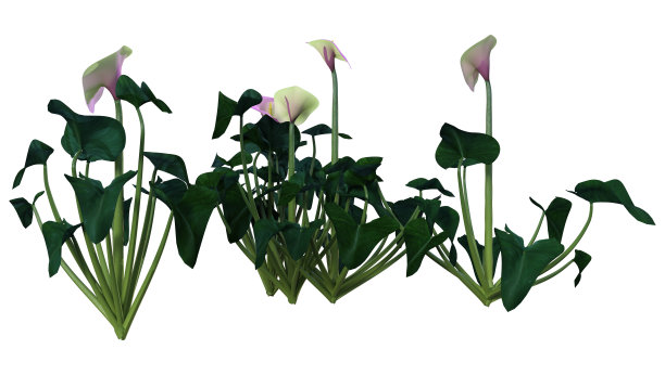 3d马蹄莲