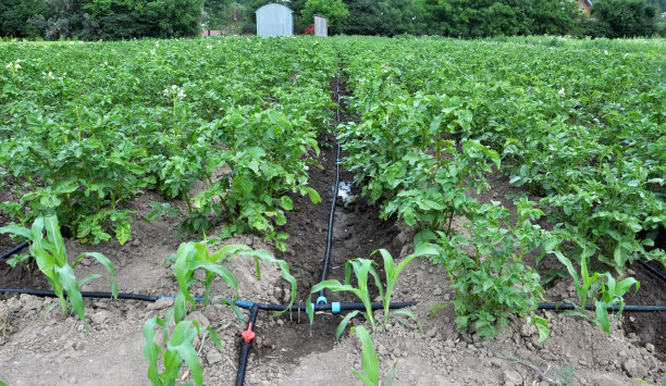 irrigation