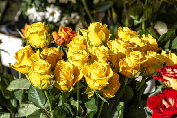 黄玫瑰花束母亲节鲜花