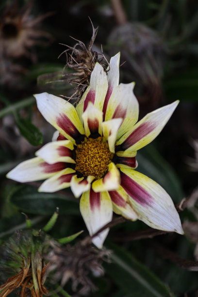 gazania