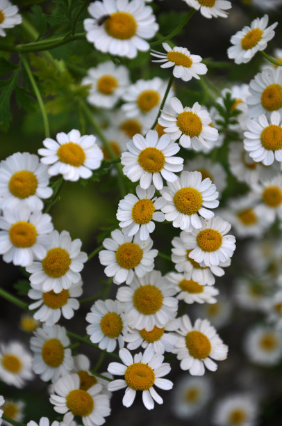 pyrethrum