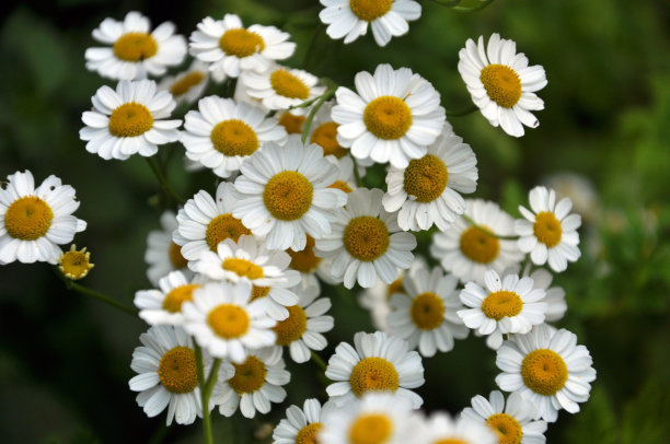 pyrethrum
