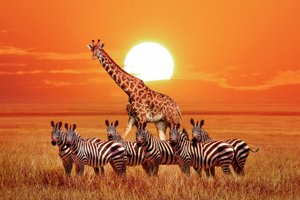 zebra