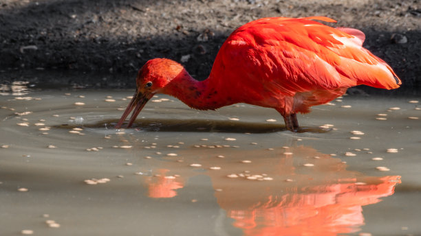 ibis