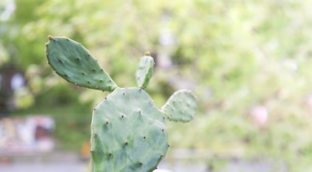 saguaro