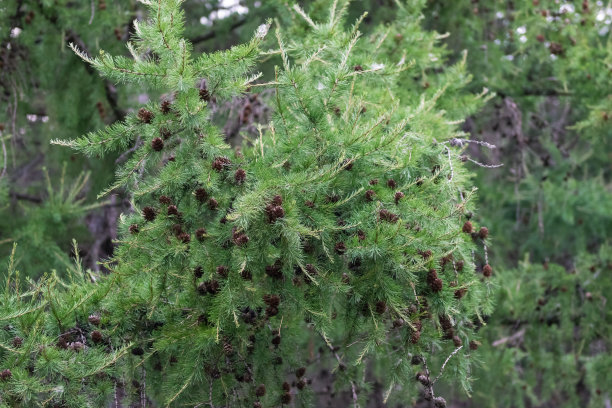 overgrown