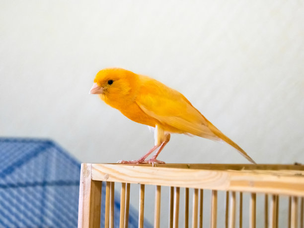 canary