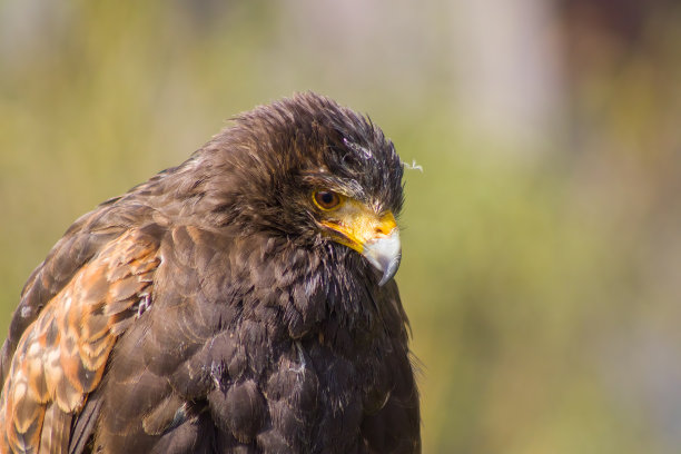 buzzard