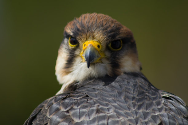 falcon