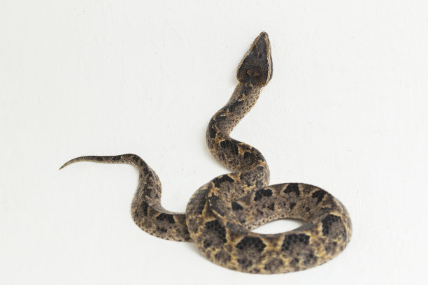 atheris