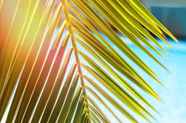 清新蓝绿棕榈叶图案背景