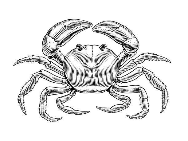 螃蟹插画