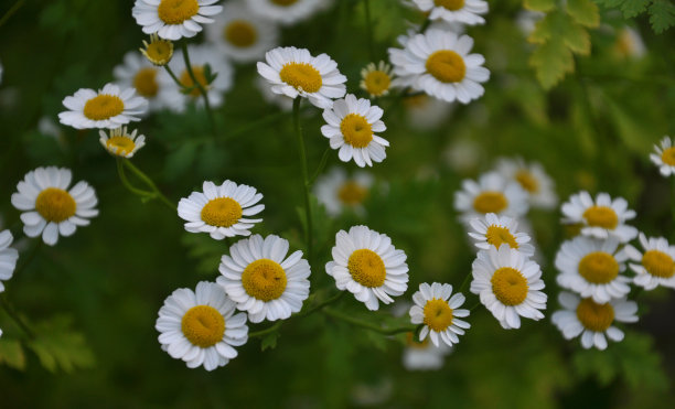 pyrethrum