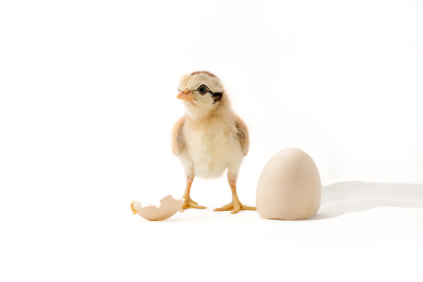 chick