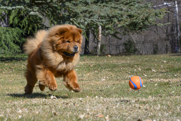 chow