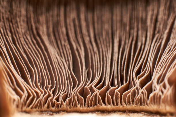 gills