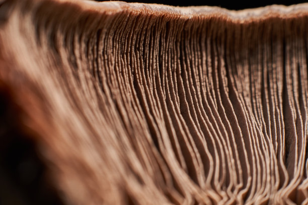 gills